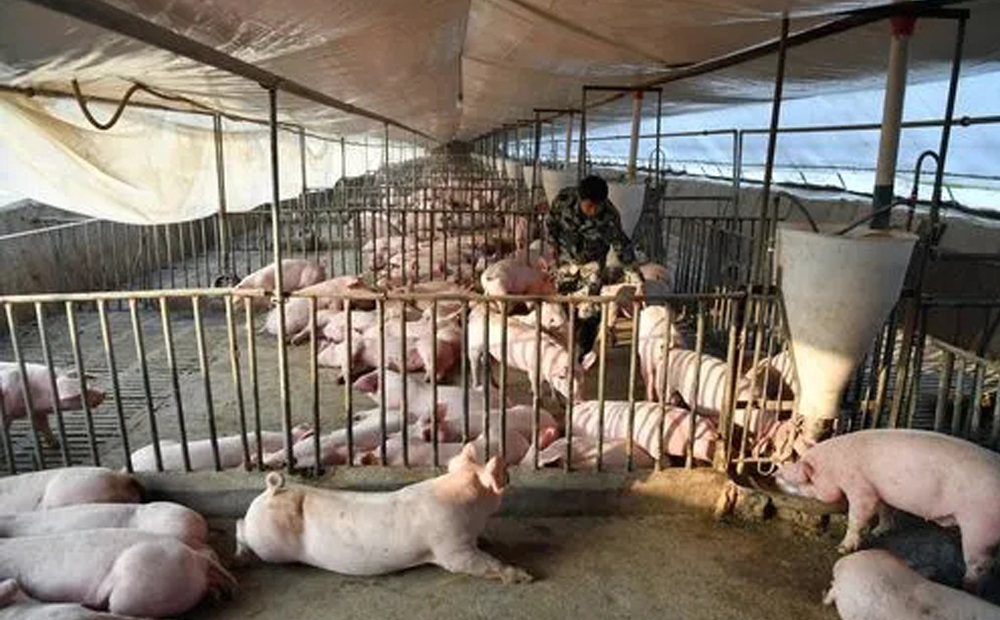 豬舍有害氣體有哪些？